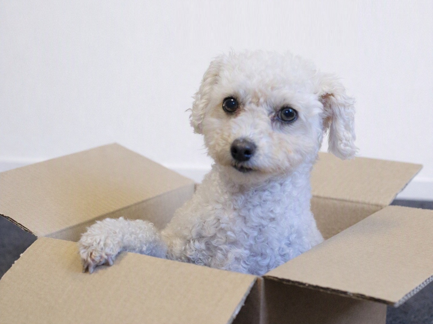 Photo of "Rosie Dog" sitting in a cardboard box. This is where she is usually on duty.