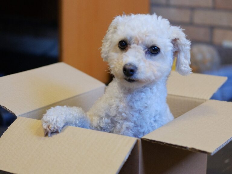 Photo of "Rosie Dog" sitting in a cardboard box. This is where she is usually on duty.